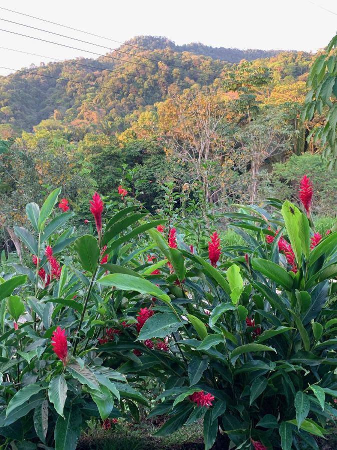 Jungle Home With King Beds -5 Minutes From The Beach Uvita Dış mekan fotoğraf